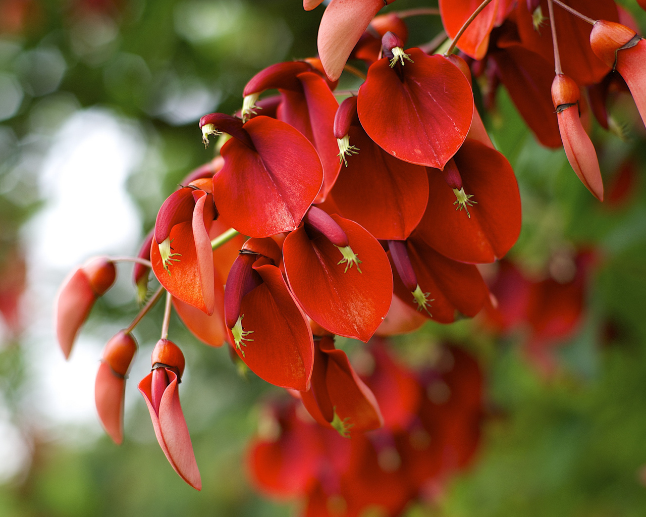 Красные цветы на ветке 