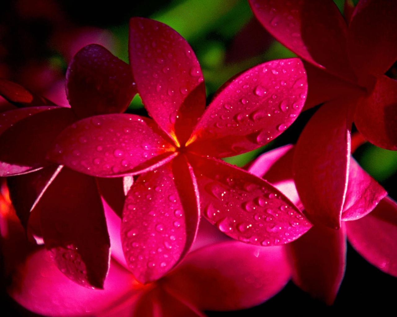 Красные цветки с утренней росой