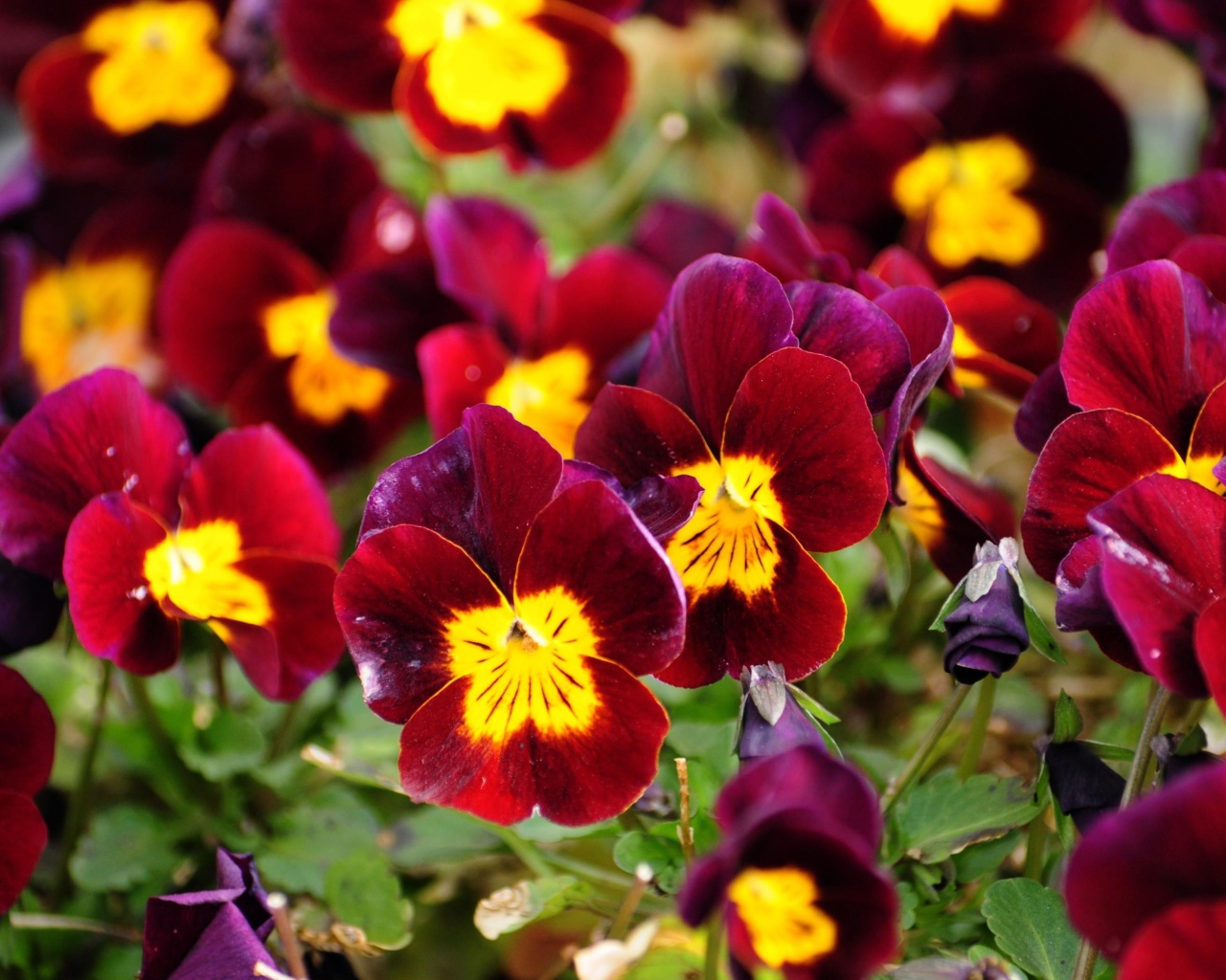 Красные анютины глазки расцвели на поляне