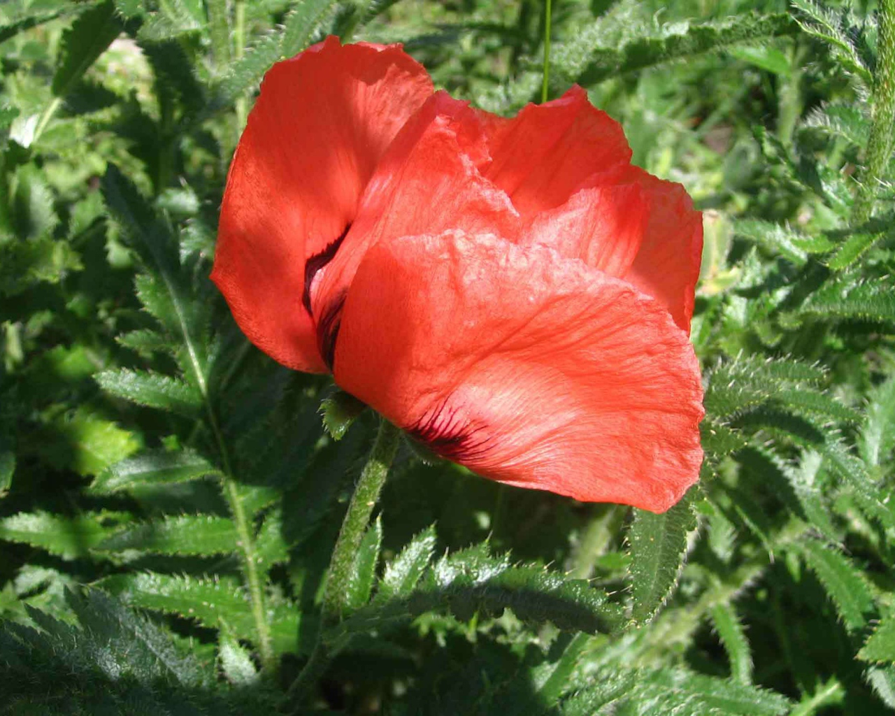 Красный мак расцвел в саду