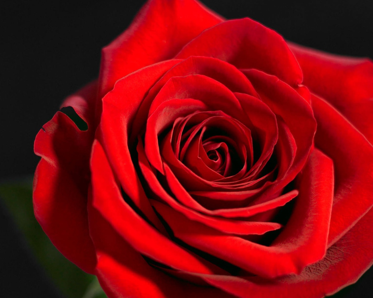 Красная роза