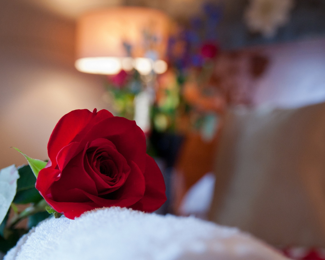 Красная роза в комнате