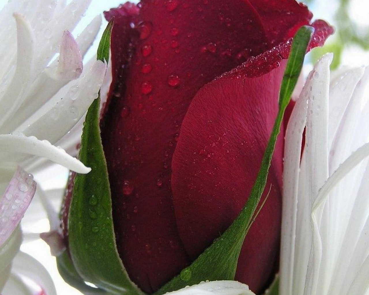 Красная роза в белых листьях