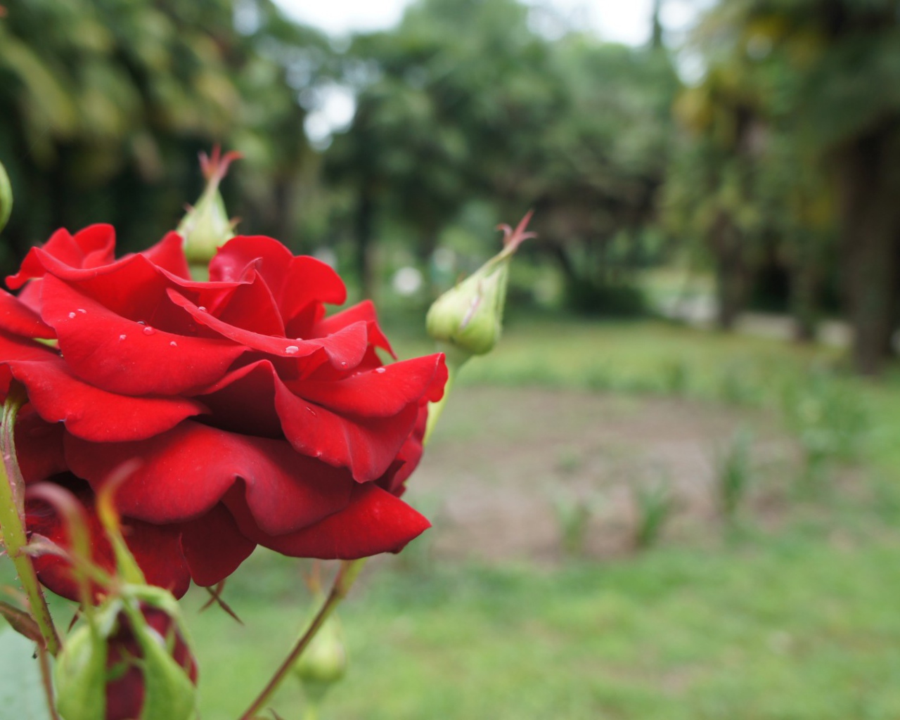 Красная роза на фоне деревьев