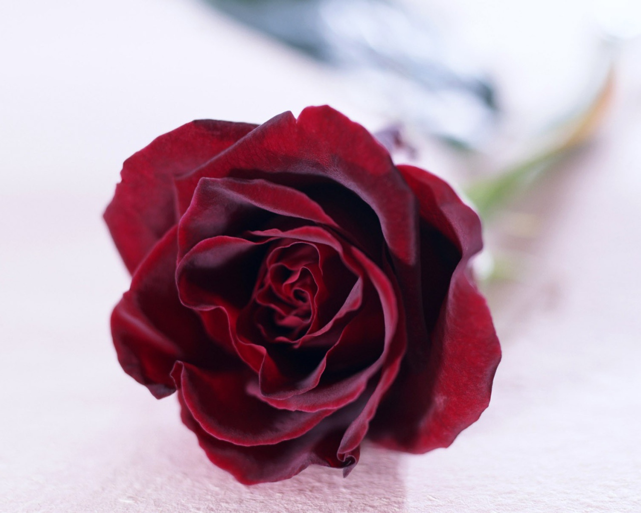 Красная роза на белом фоне