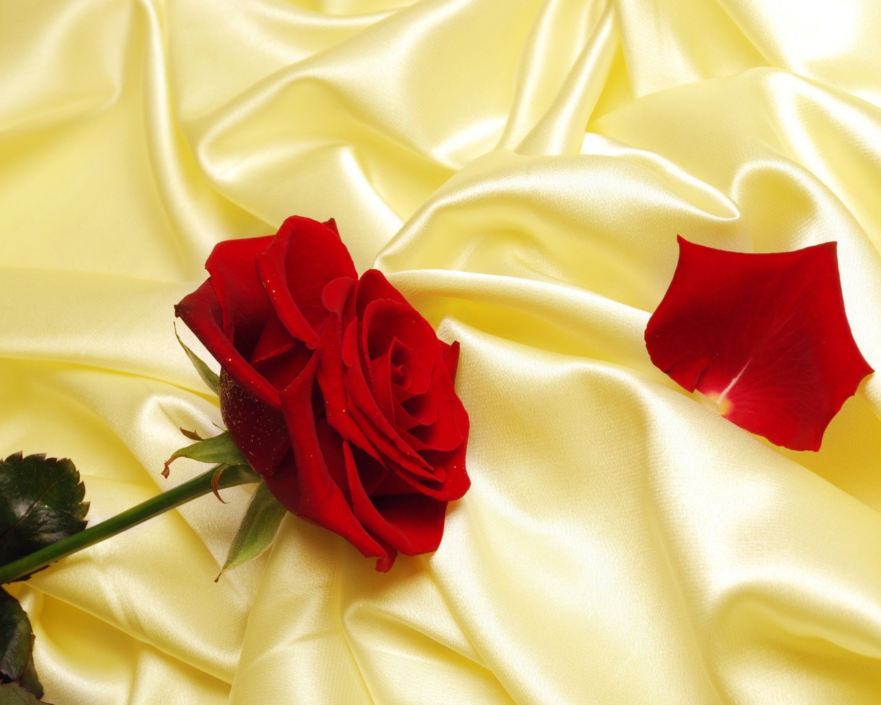 Красная роза на желтой ткани