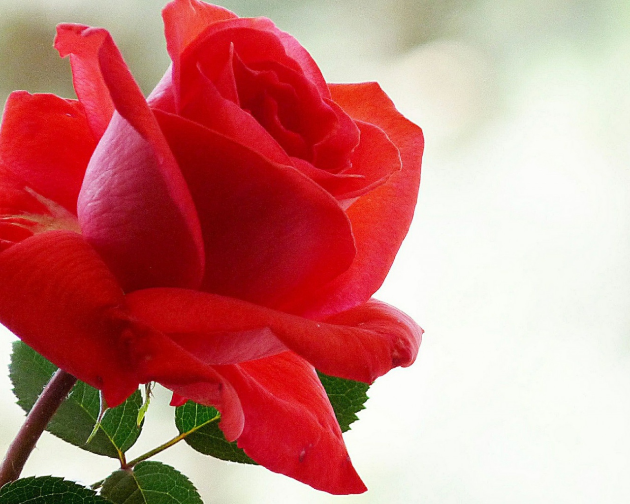 Лепестки красной розы