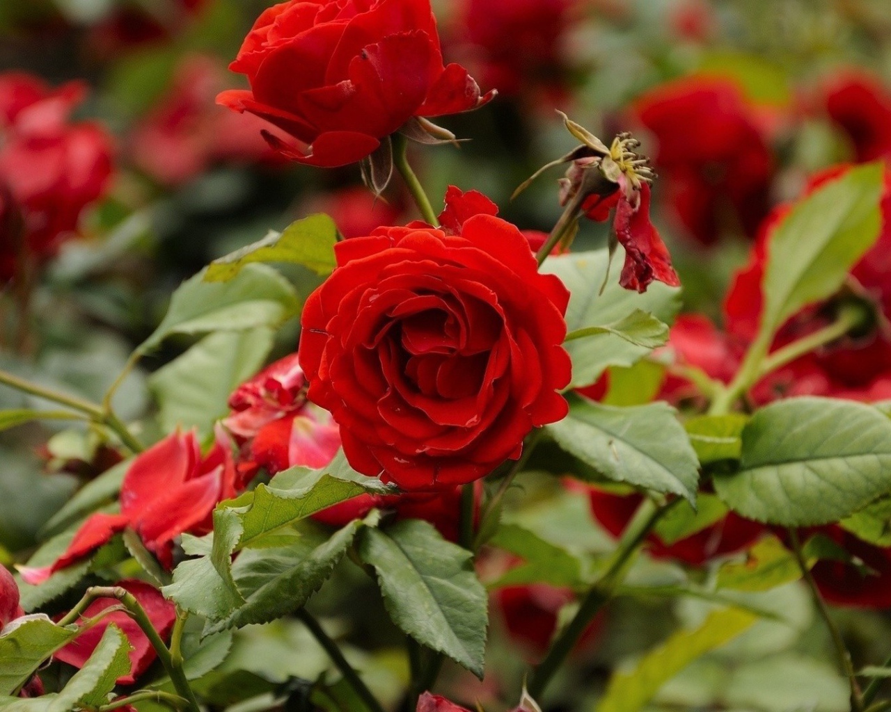 Красные розы цветут в саду