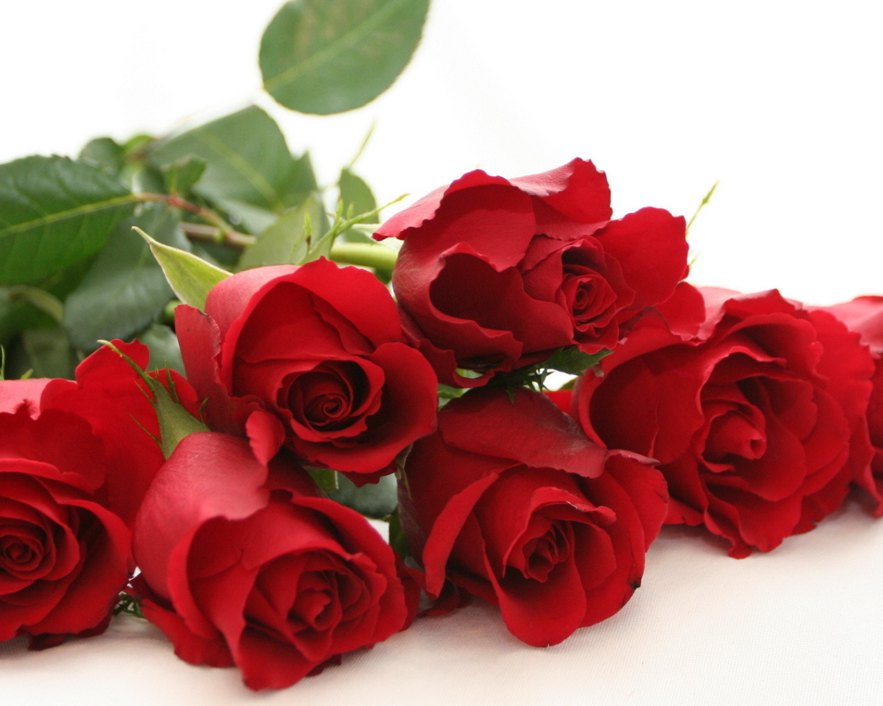 Красные розы на белом столе на белом фоне