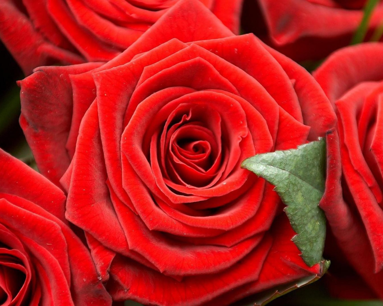 Красные розы на чёрном фоне крупным планом