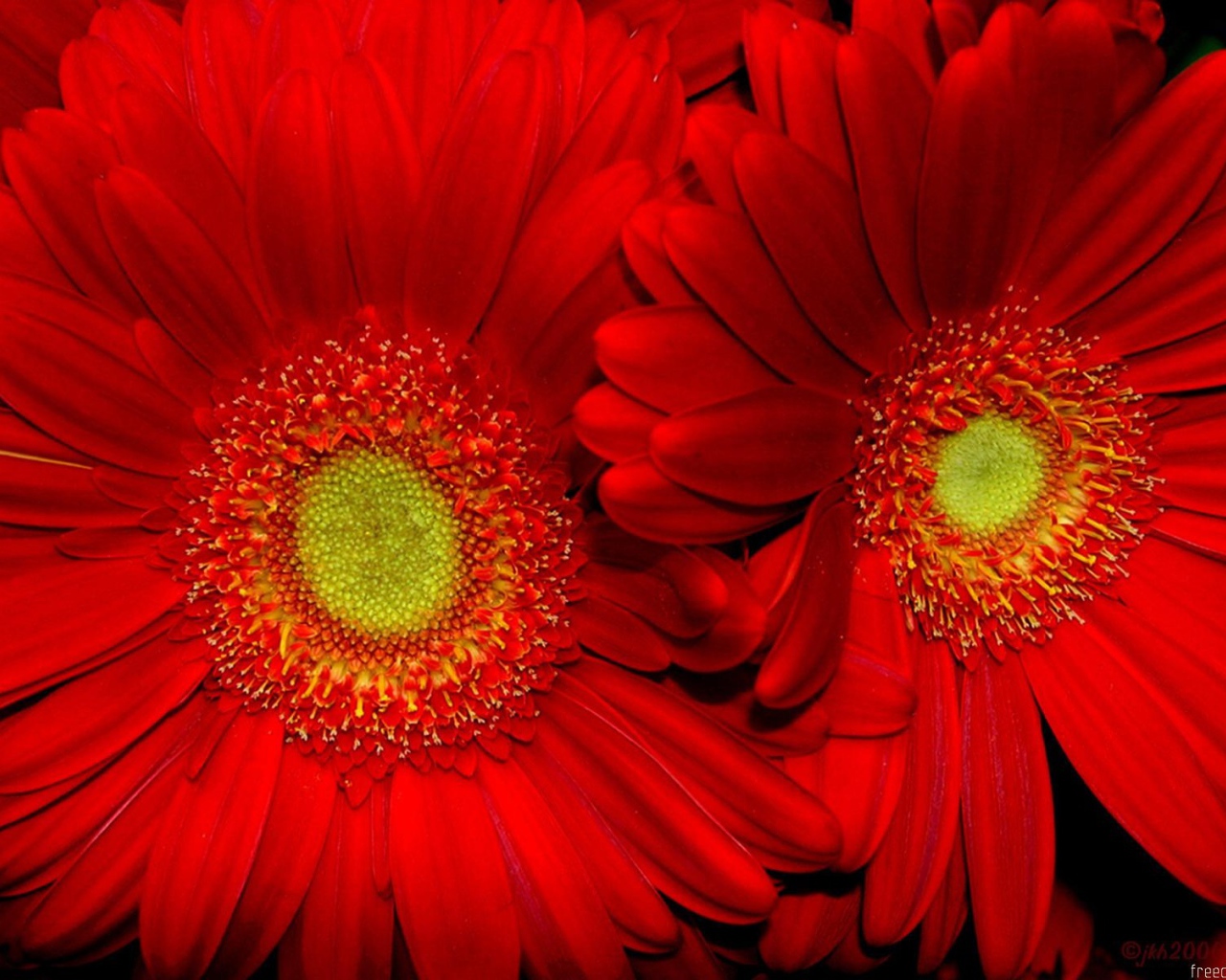 Красные подсолнухи