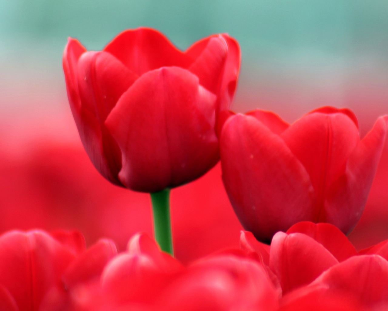 Красные тюльпаны