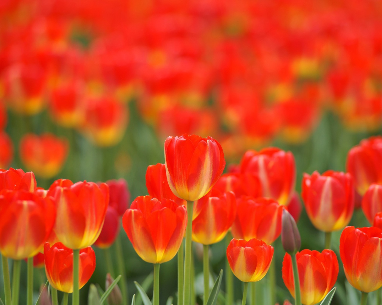 Красные тюльпаны