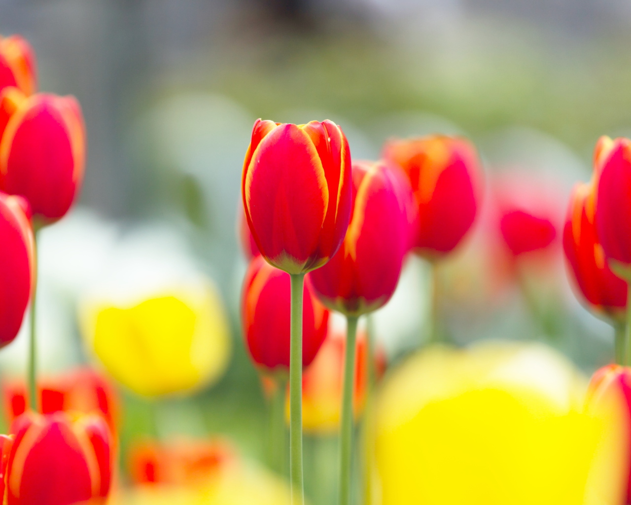 Красные с желтым тюльпаны