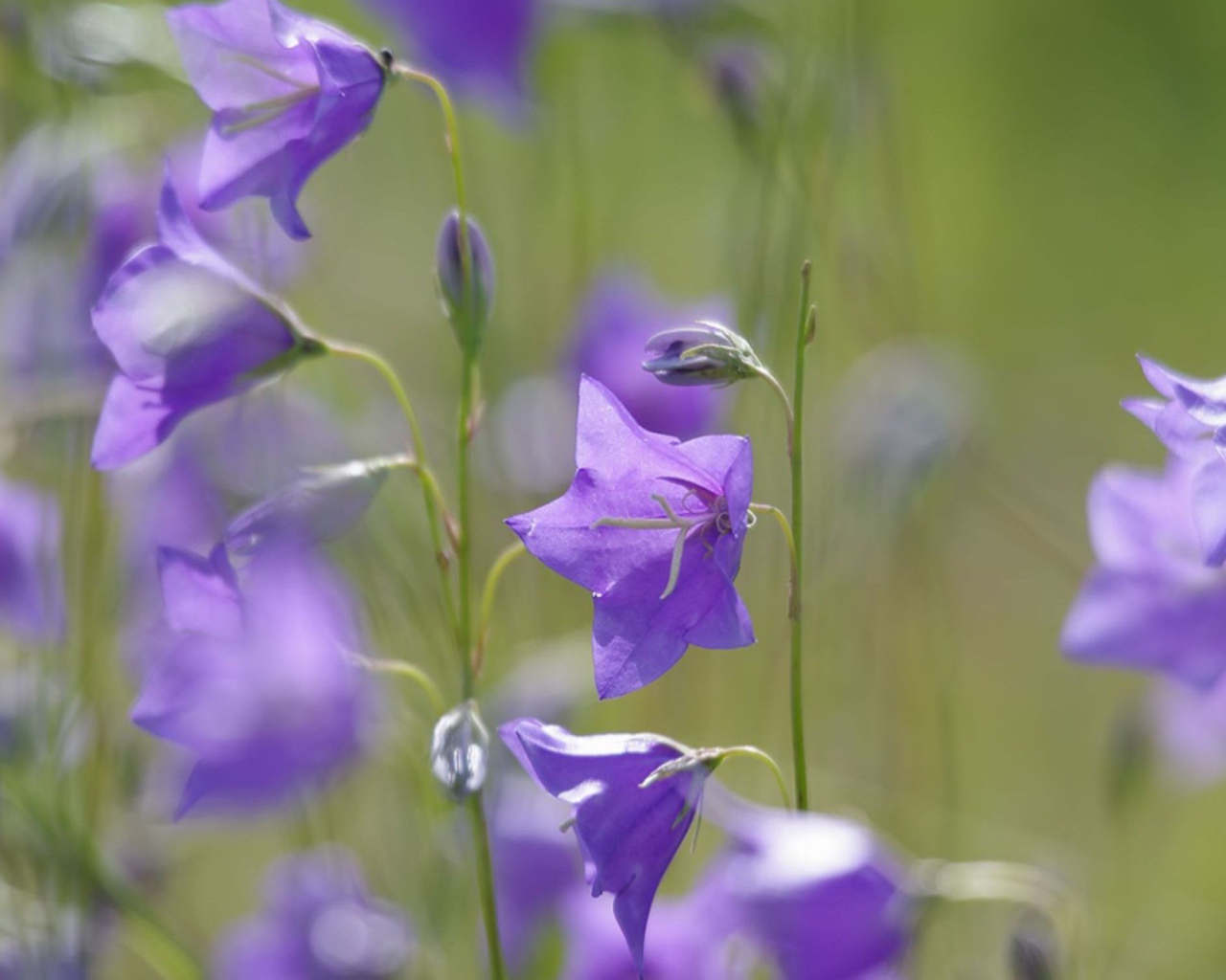 Отражение цветов колокольчиков