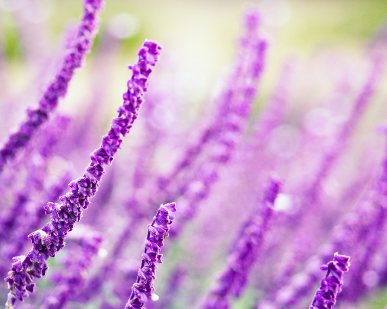 Житель полей