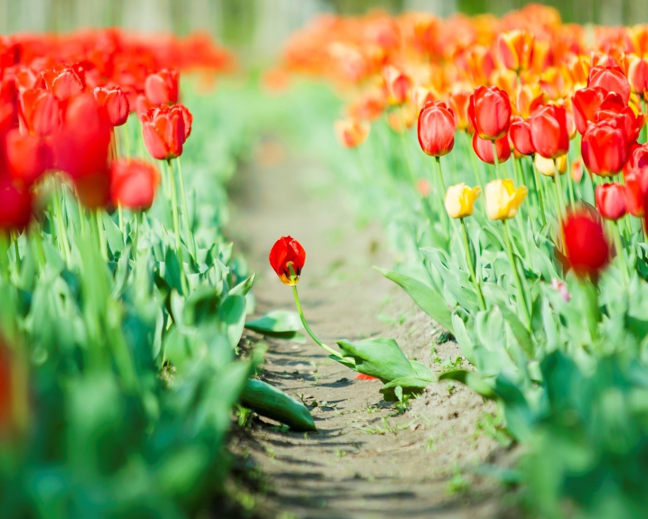 Дорога среди мака