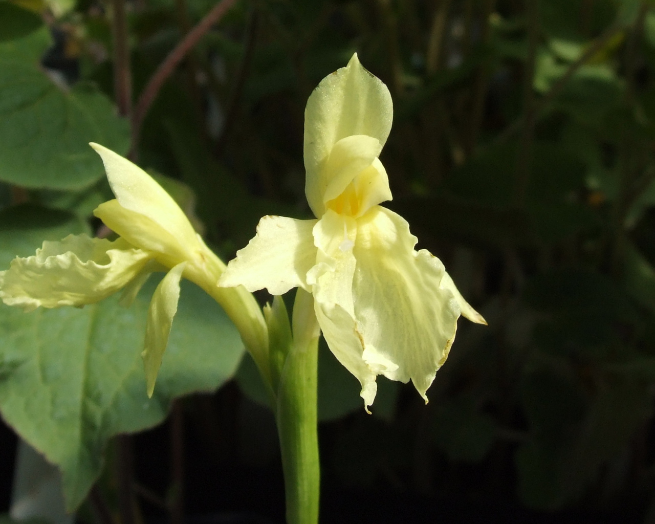 Красивый цветок роскоя в парке