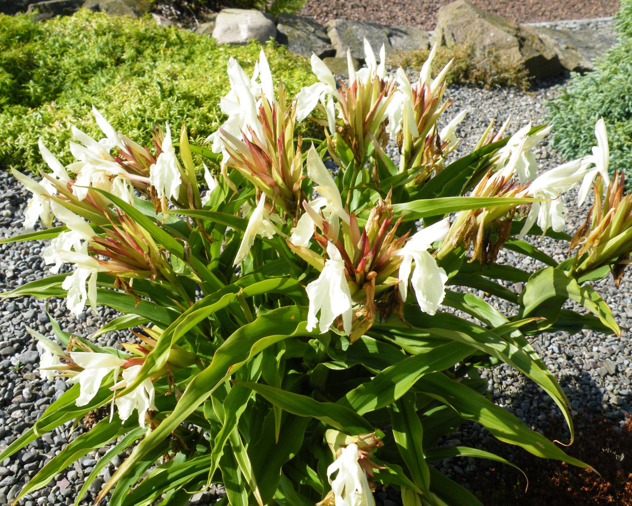 Красивое растение роскоя на дачном участке