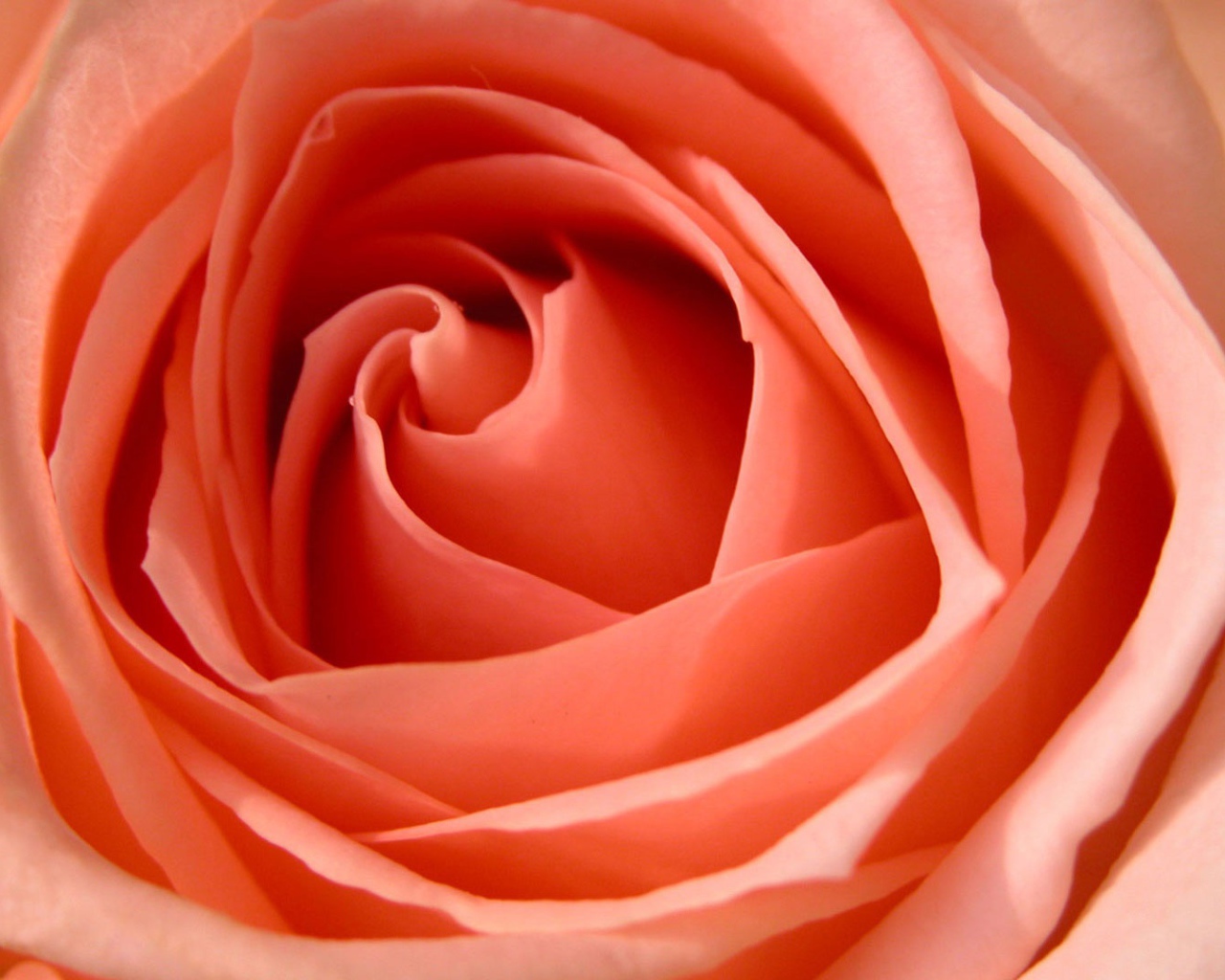 Большая роза