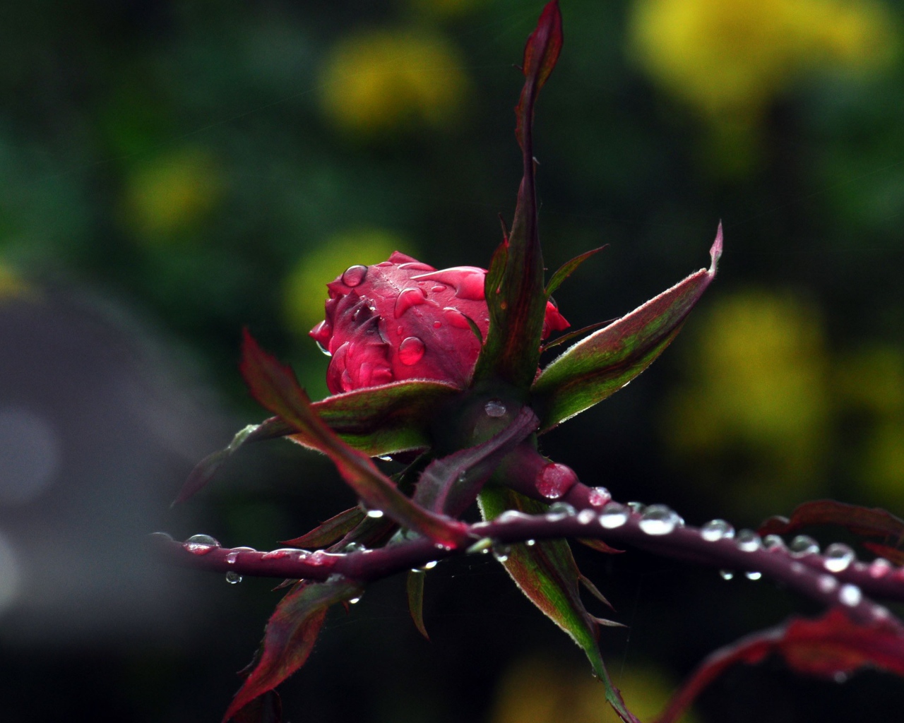 Роза с каплями на стебле