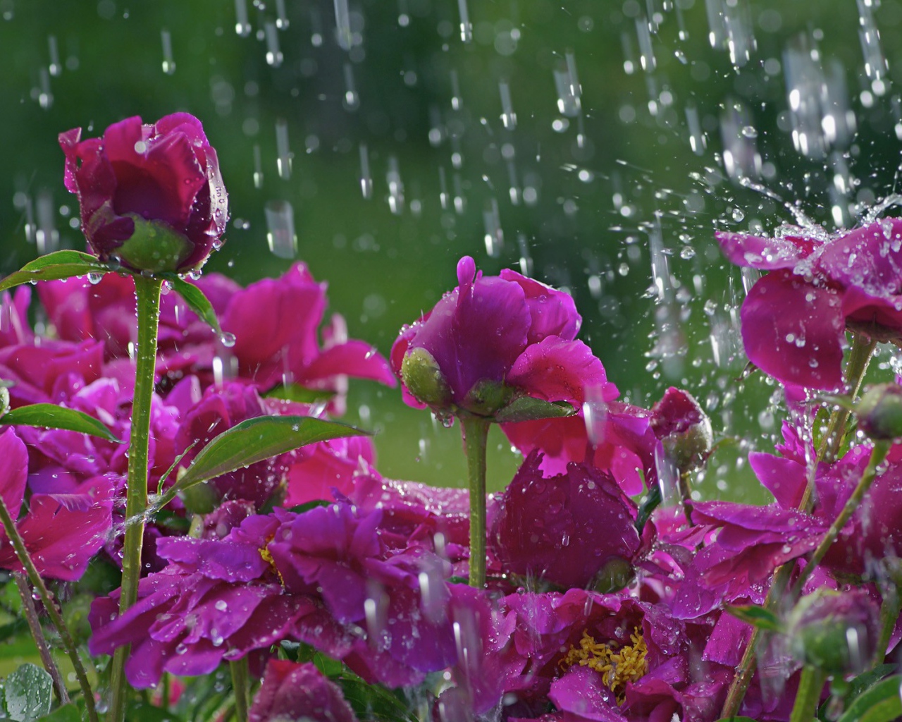 Розы под дождем