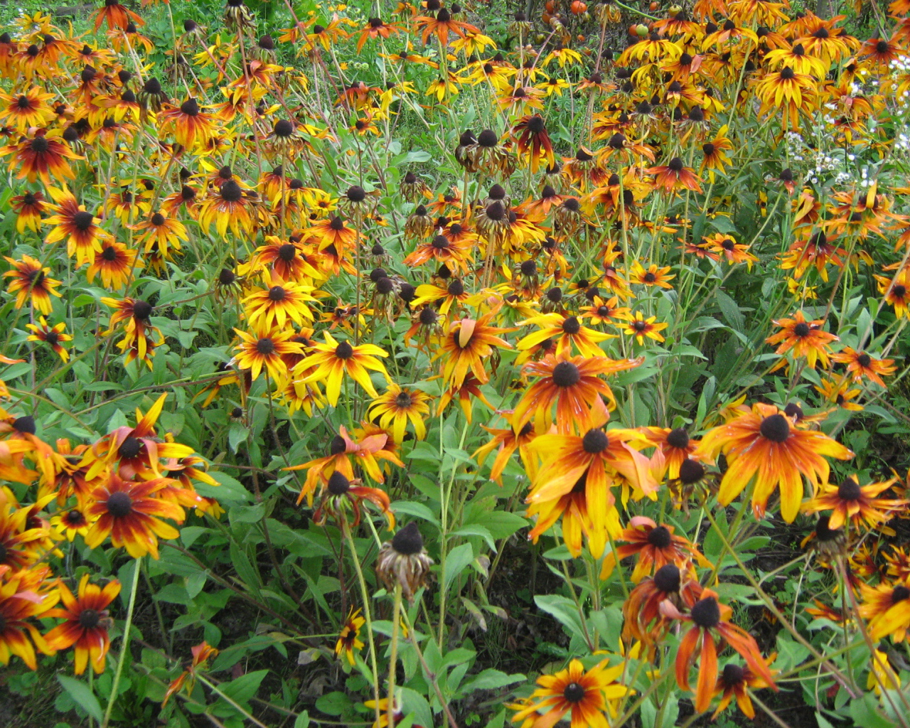 Выращивание цветов рудбекия в саду