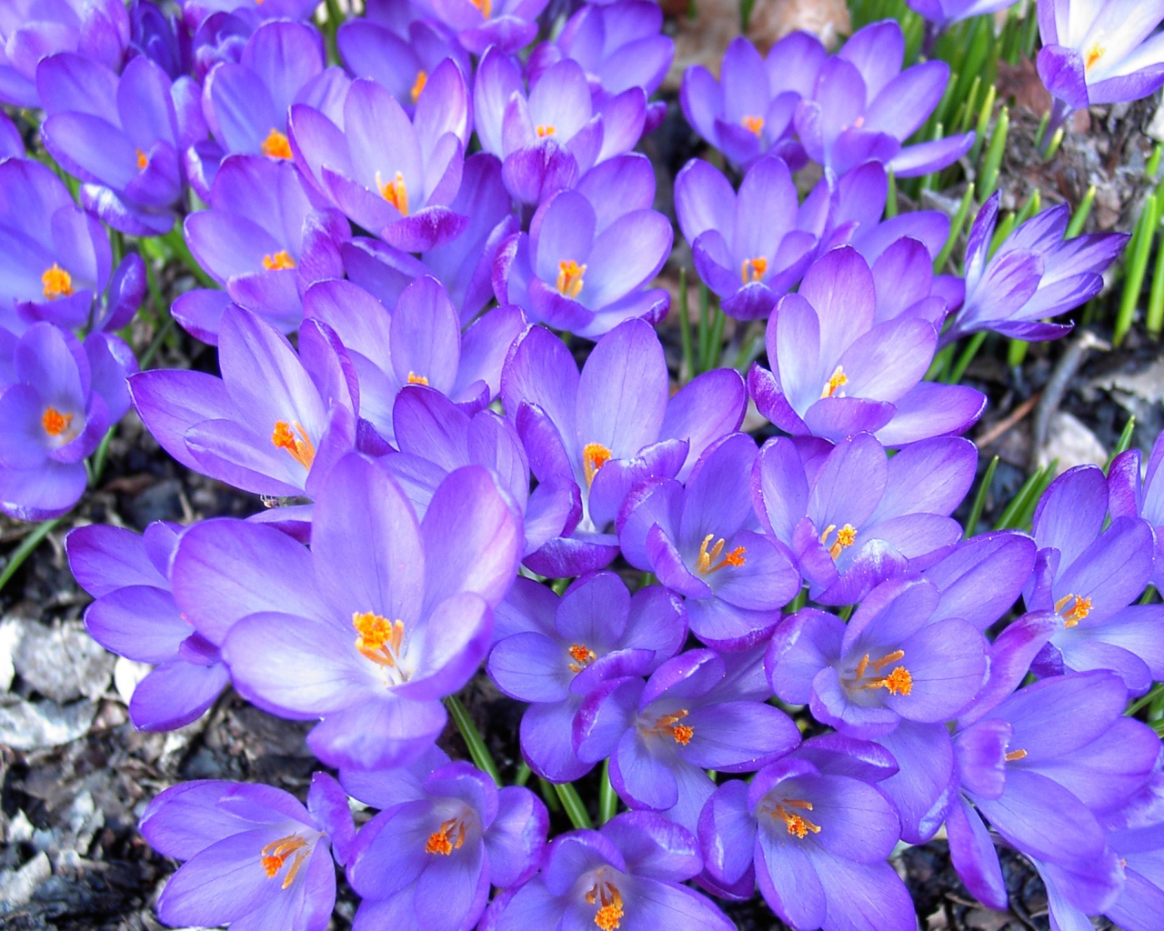 Цветы шафран в лесу