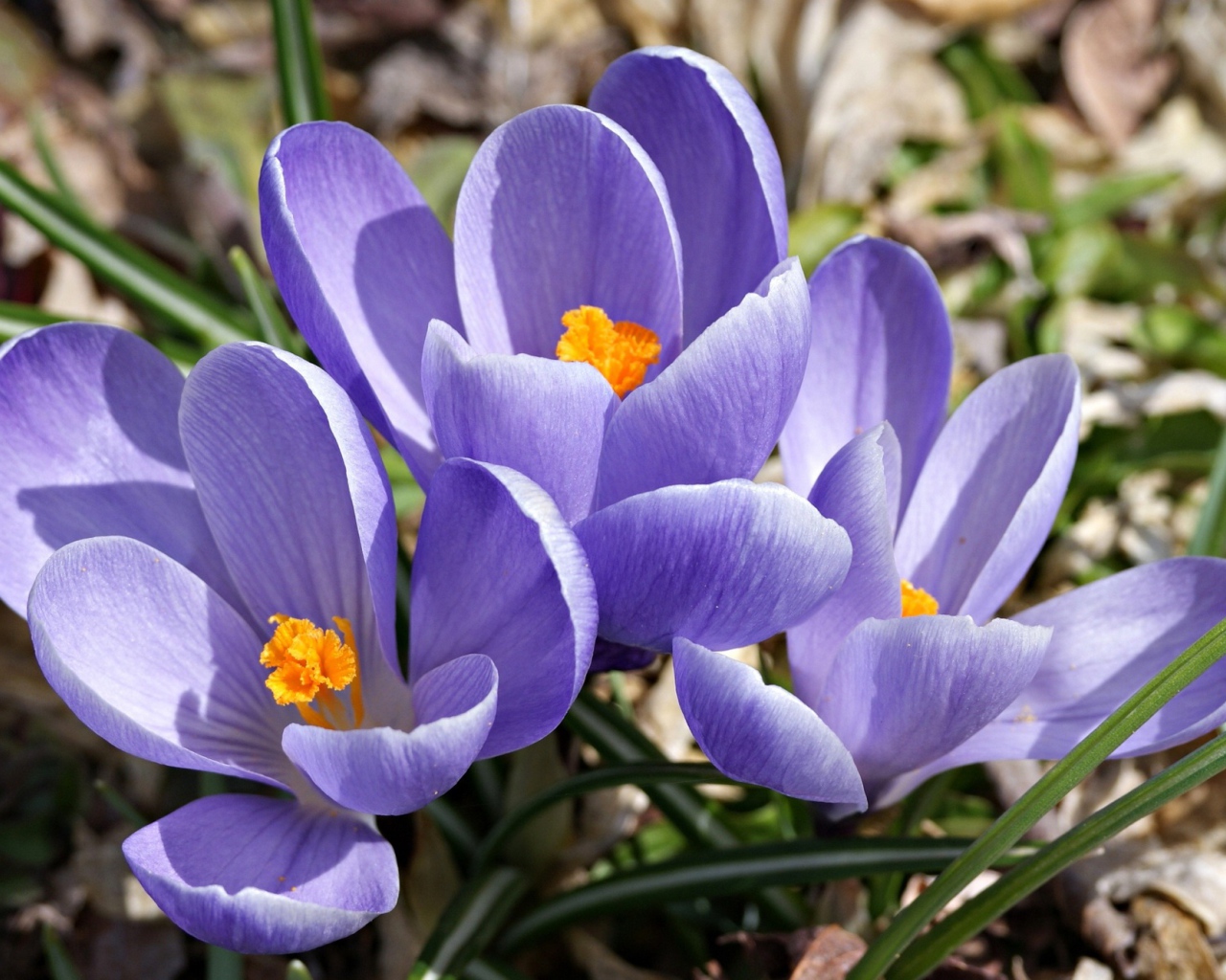 Цветы шафран в саду