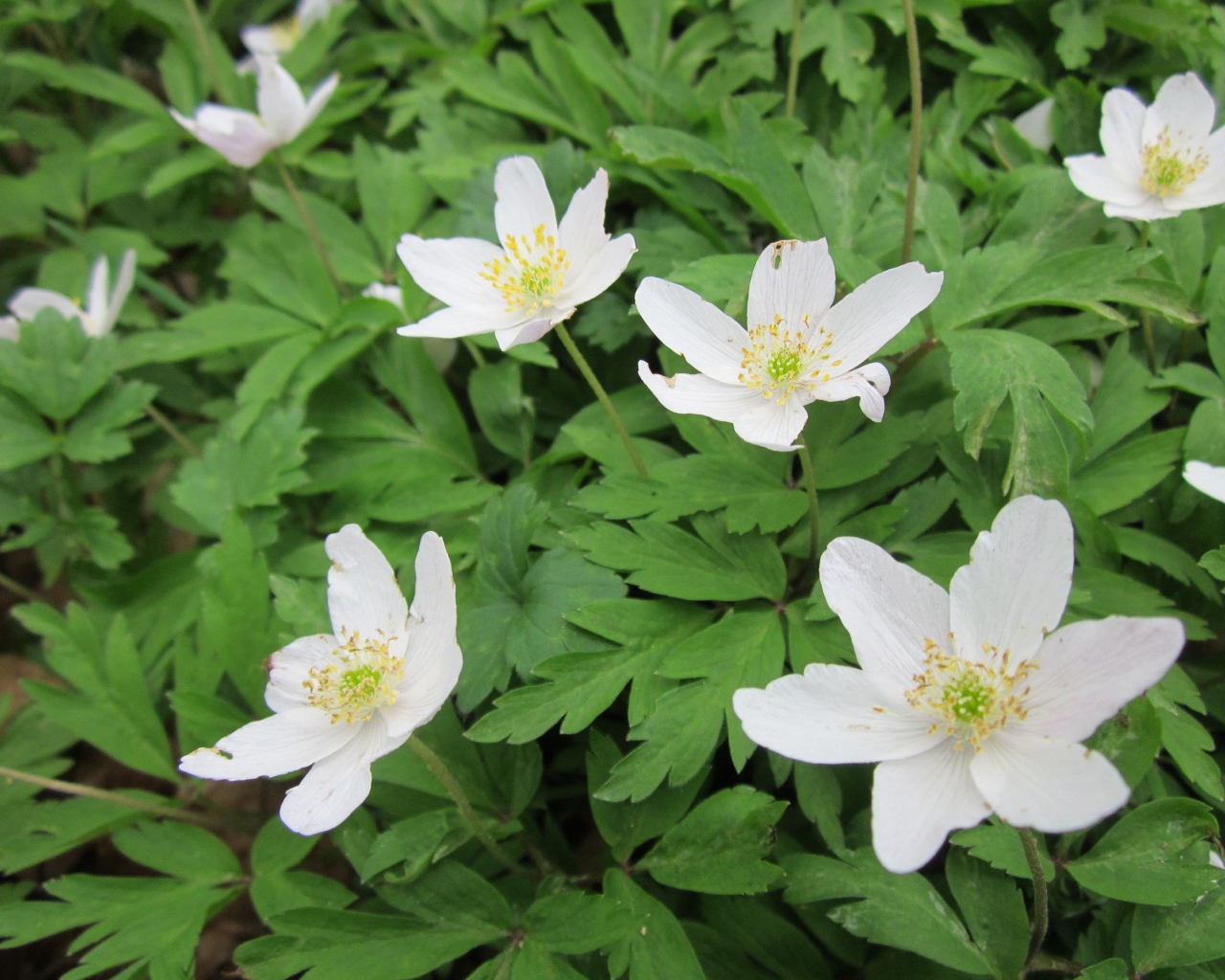 Красивое растение резуха на поляне