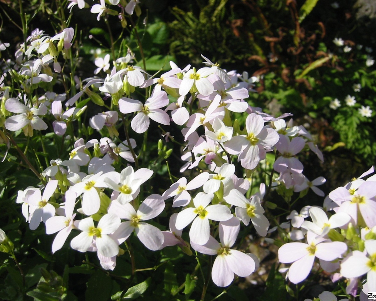 Красивое растение резуха на солнце