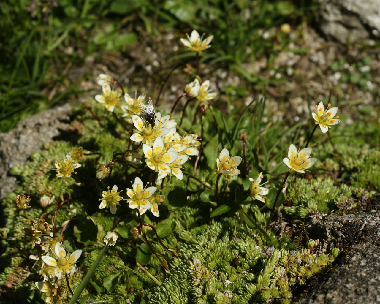 Цветы резуха в лесу