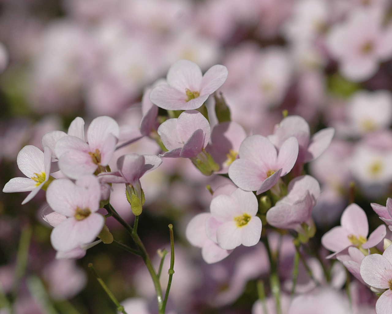 Цветы резуха на поляне