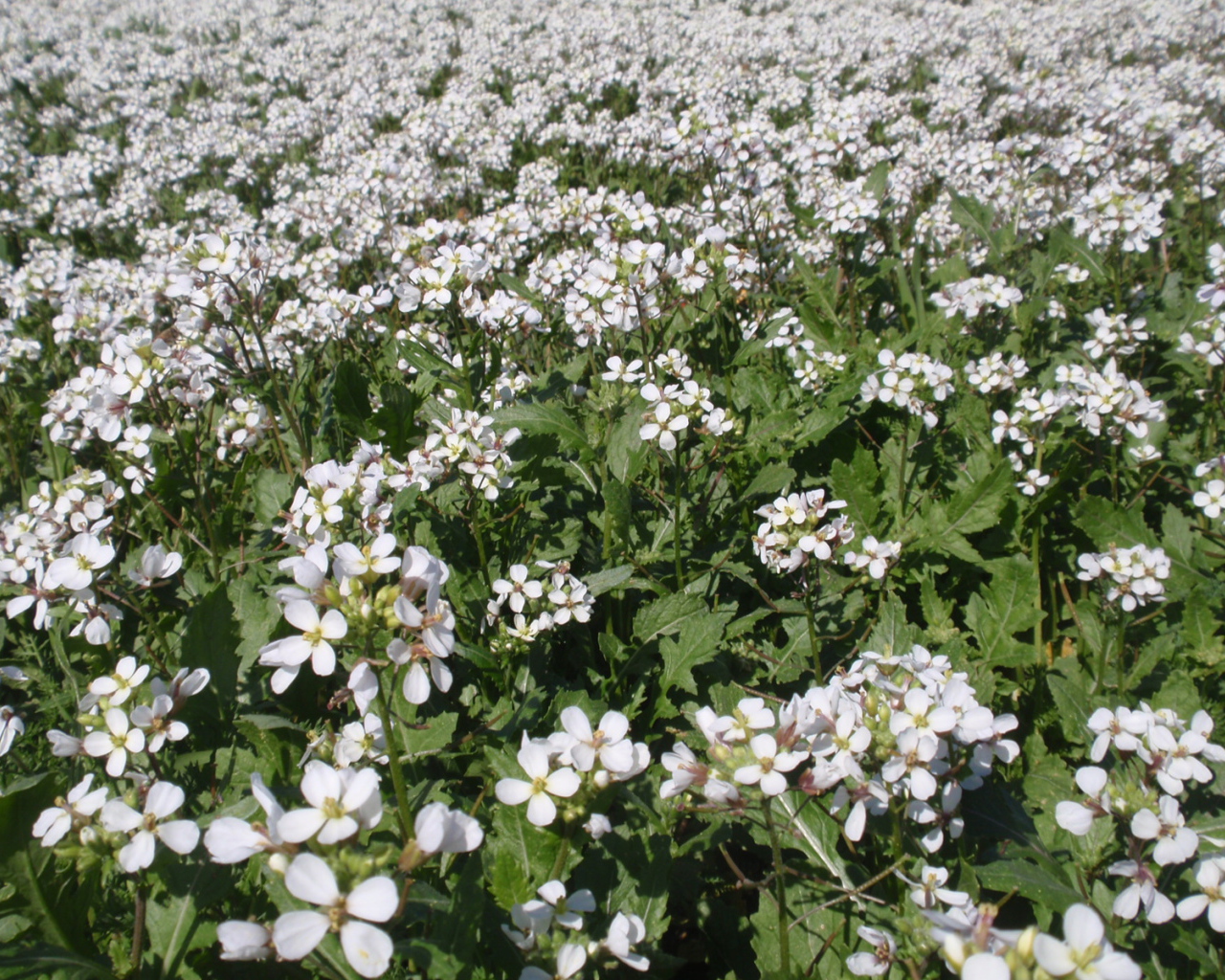 Резуха на поляне