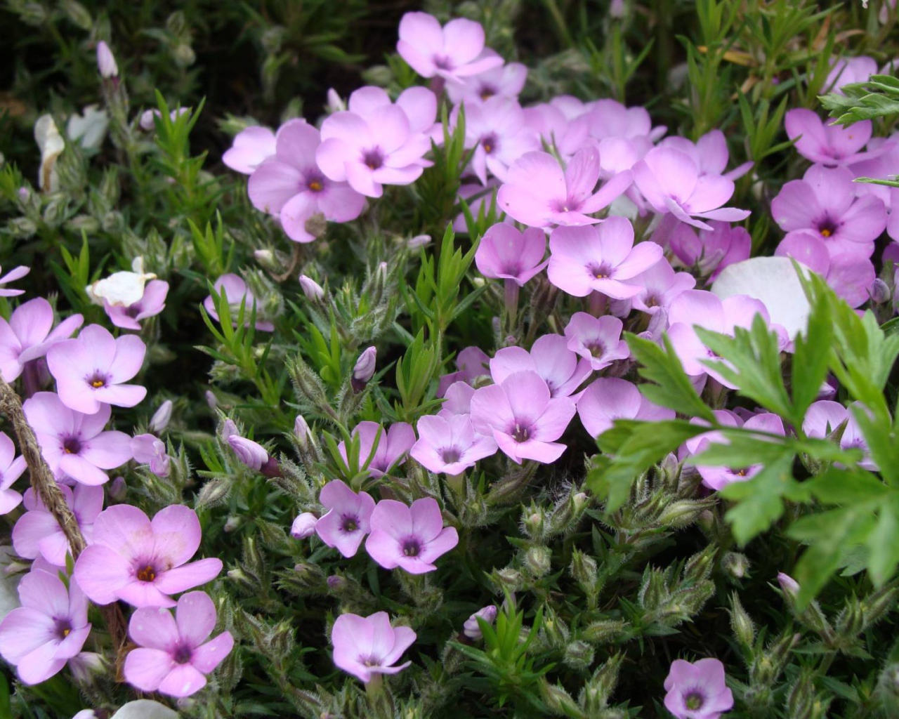 Растение резуха в саду