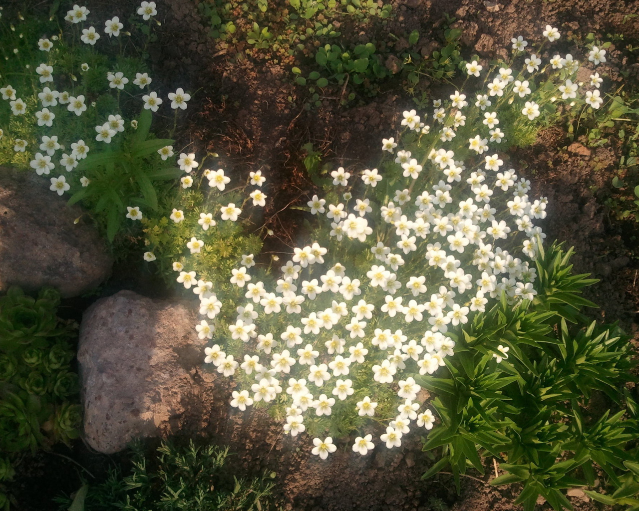 Растение резуха на поляне