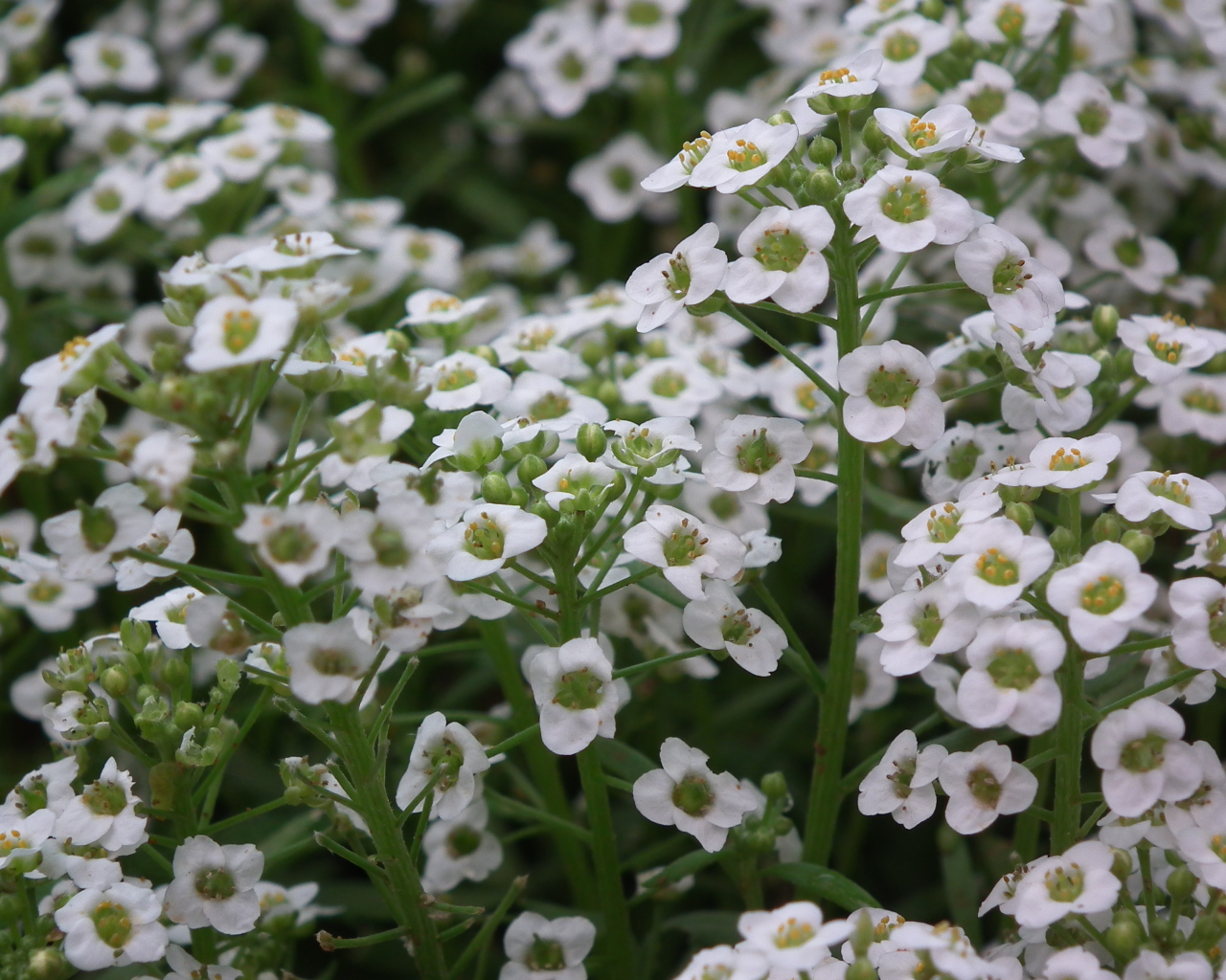 Растение резуха на опушке