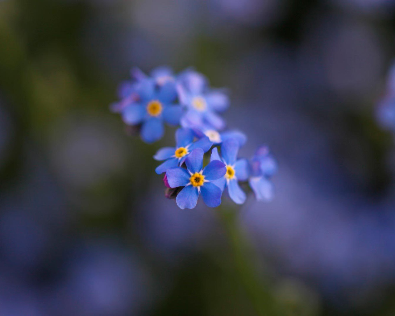 Маленькие красивые  цветы незабудки