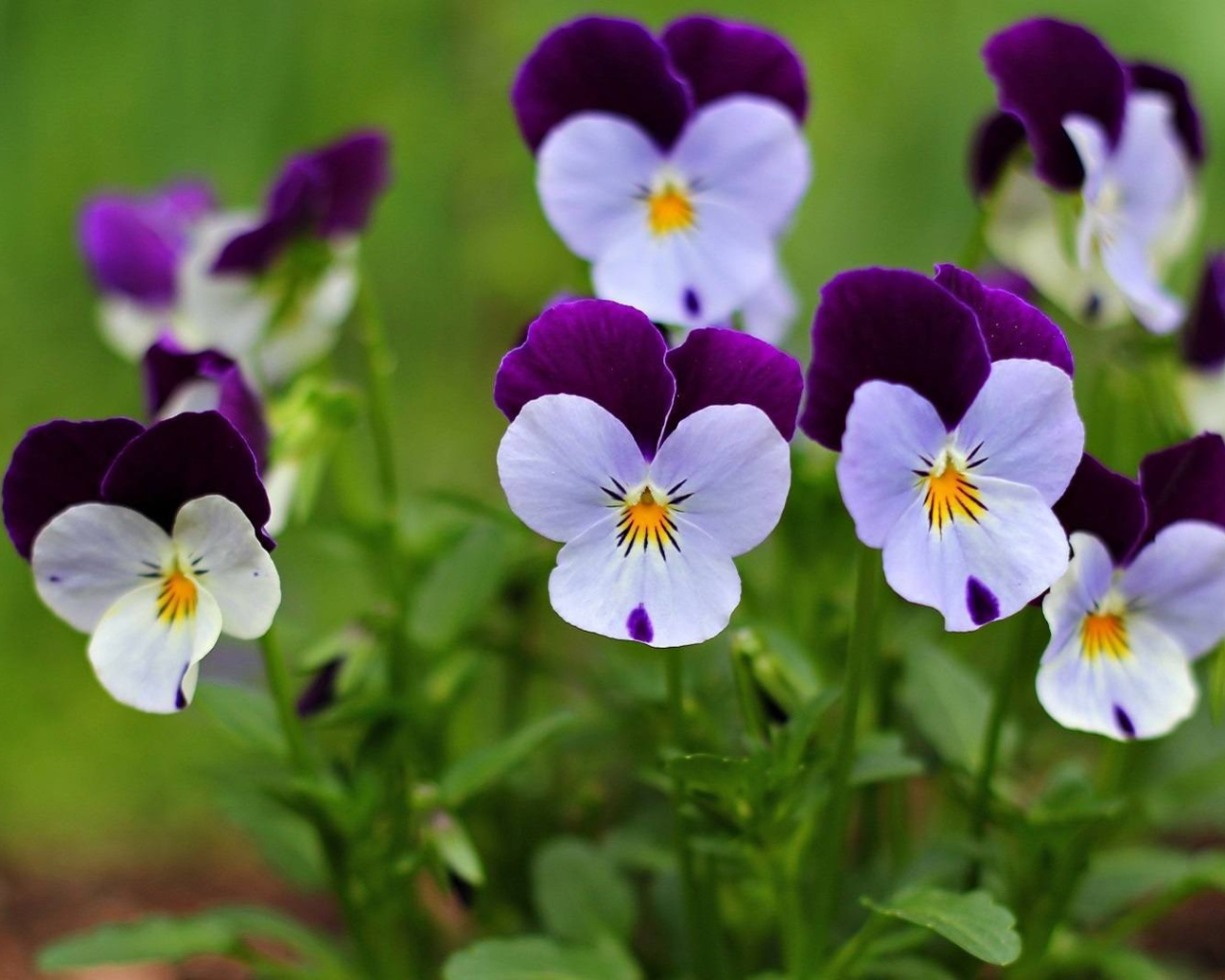 Маленькие красивые  цветы анютины глазки