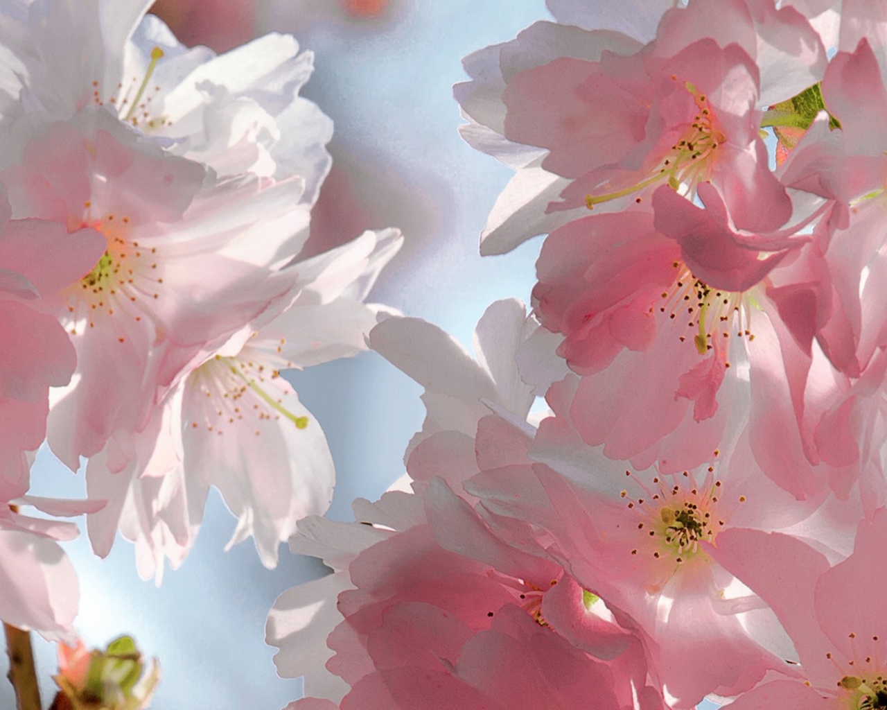 Розовый мягкий букет