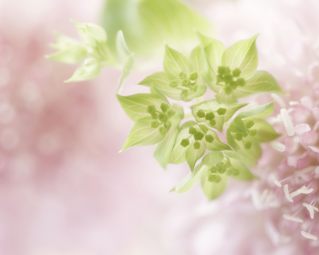 Нежно розовые цветы