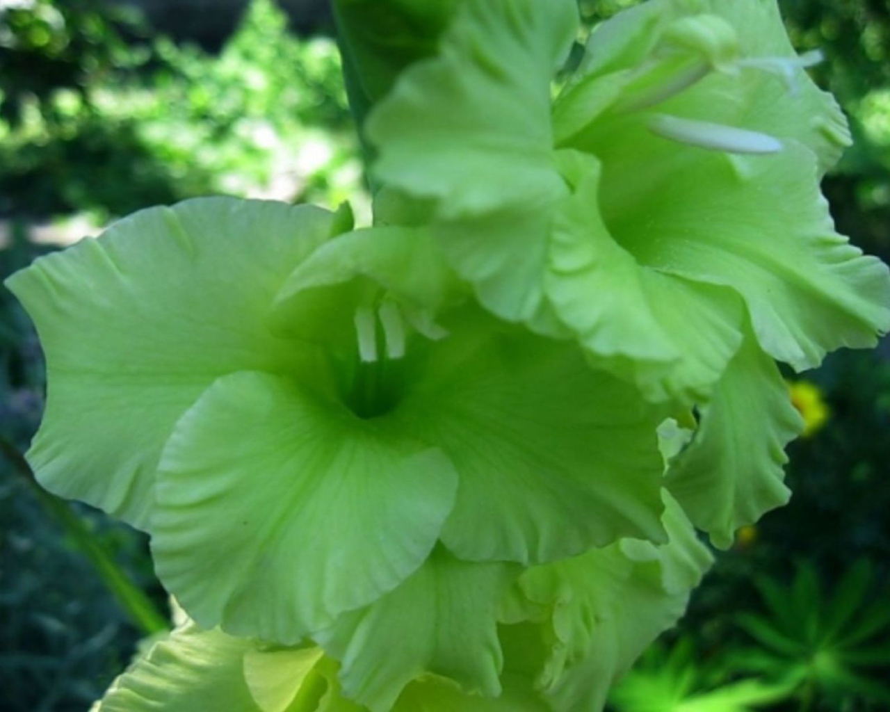 Сорт зеленых гладиолусов