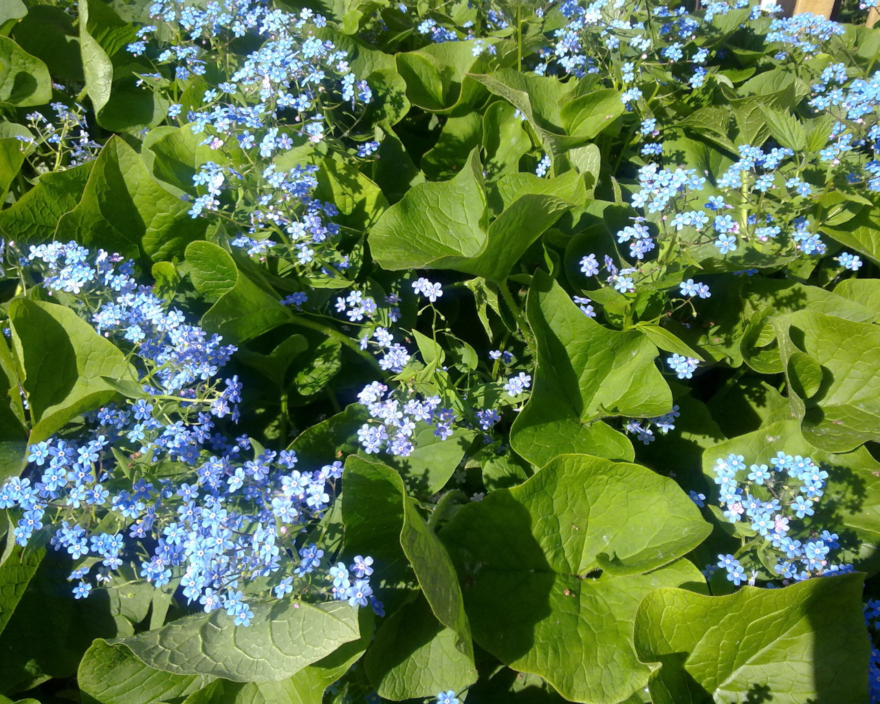 Весенние красивые  цветы незабудки