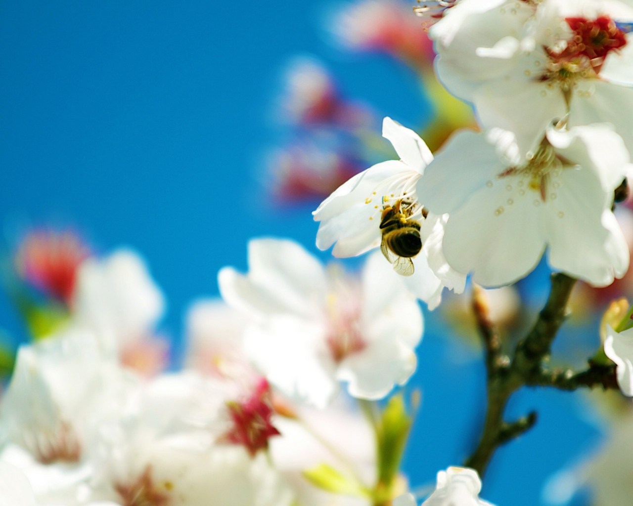 Весенняя пчела 