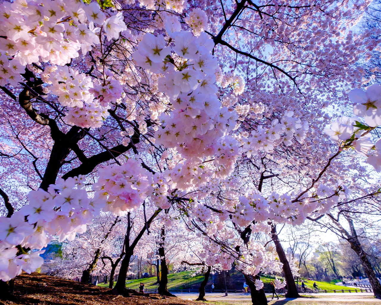 Весенние вишневые цветы