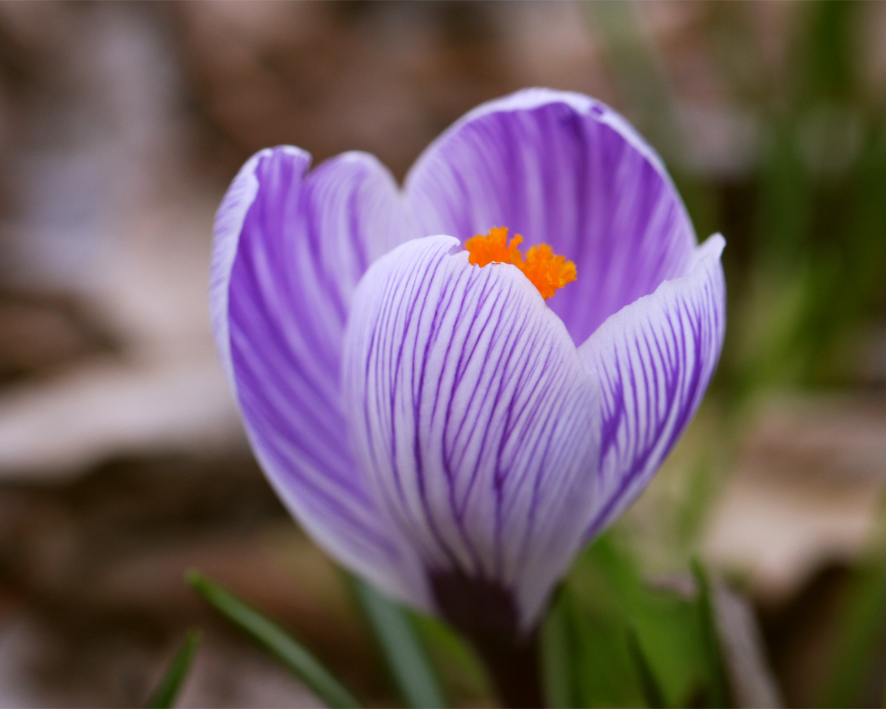 Весенний цветок крокус на газоне