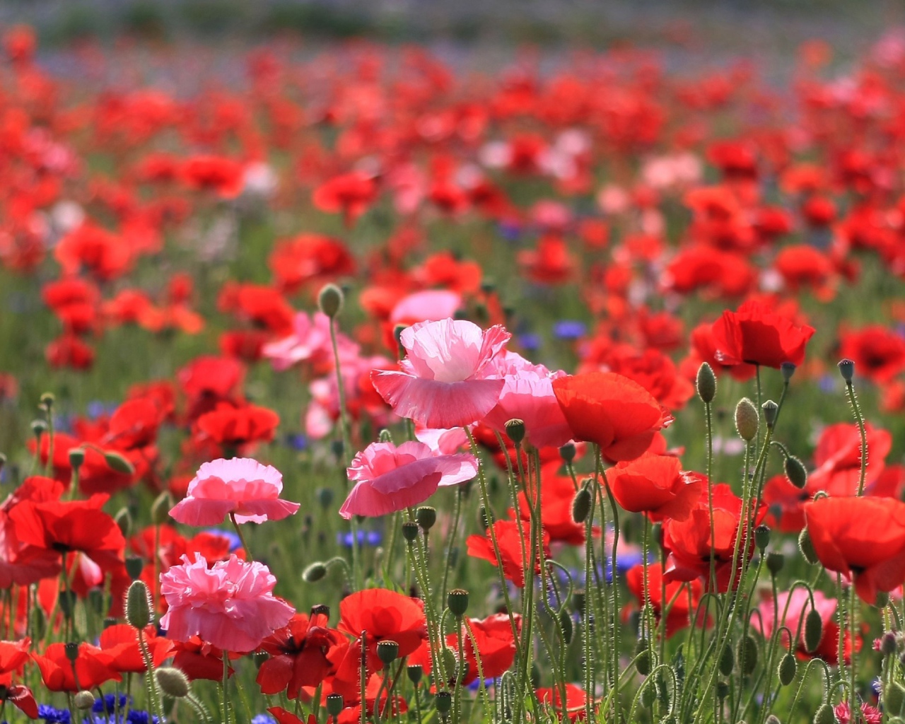 Весеннее поле цветов мака