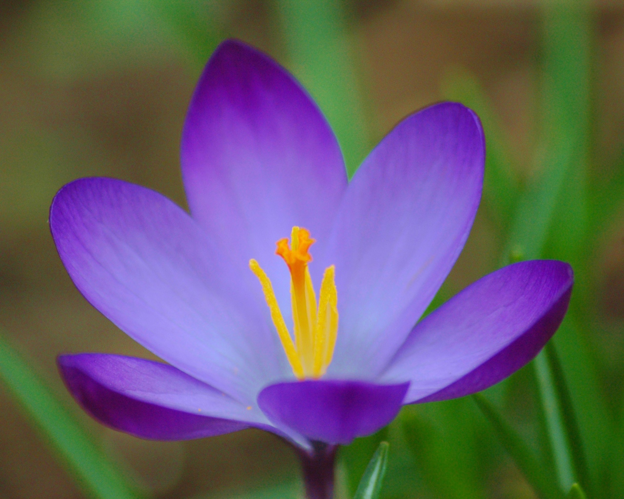 Весенний цветок Крокус