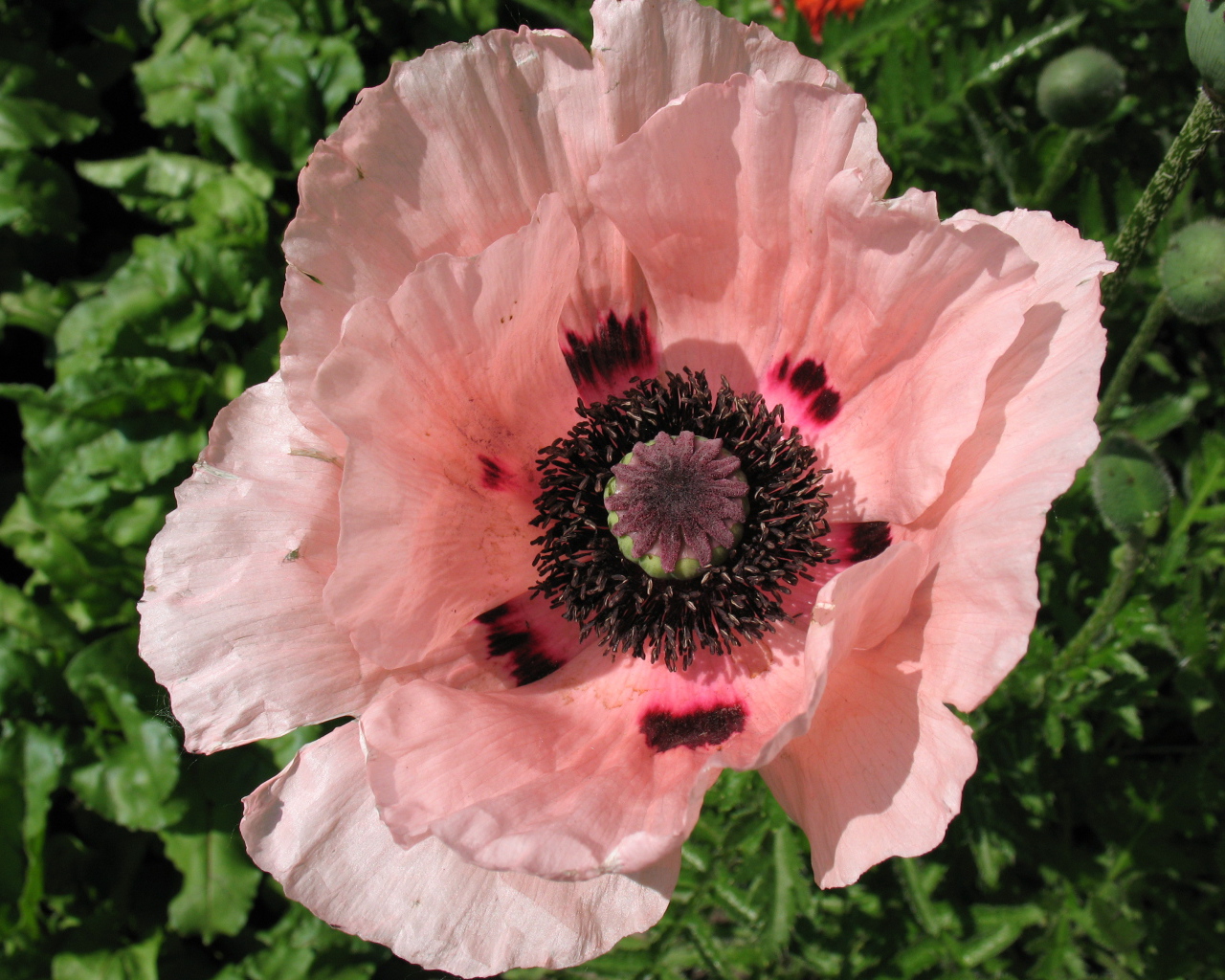 Весенний цветок мак