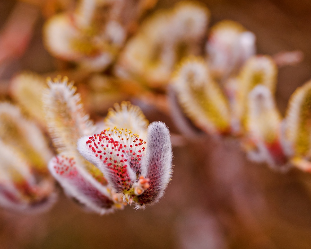 Весенние цветы